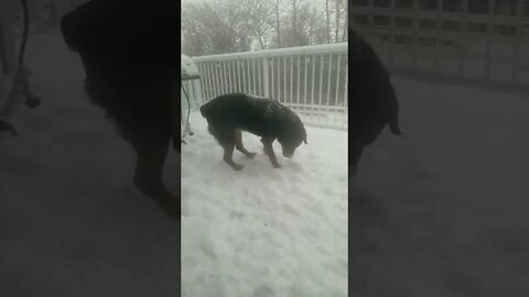 Rottweiler Fun In The Snow!🎄🎁 #rottweiler #shorts