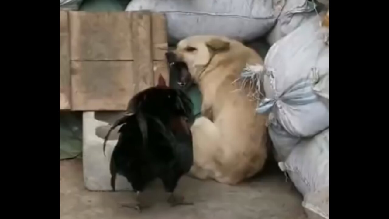 Chicken is fighting with dog.