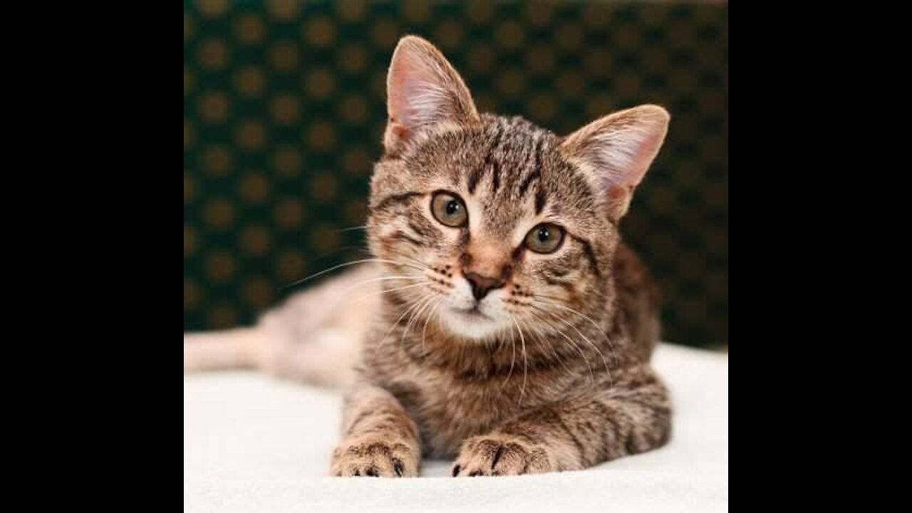 The complete facial features of a pet cat