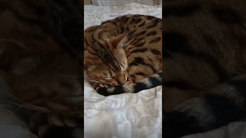 Sir Beddy Beds of Bedfordshire #bengalcat #catnames