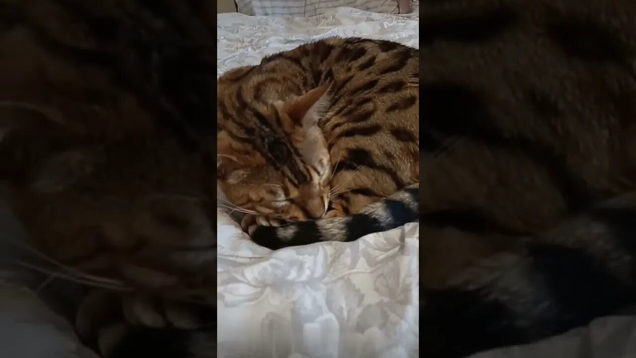 Sir Beddy Beds of Bedfordshire #bengalcat #catnames