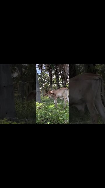 Som Ambiente de Fazenda de Gado