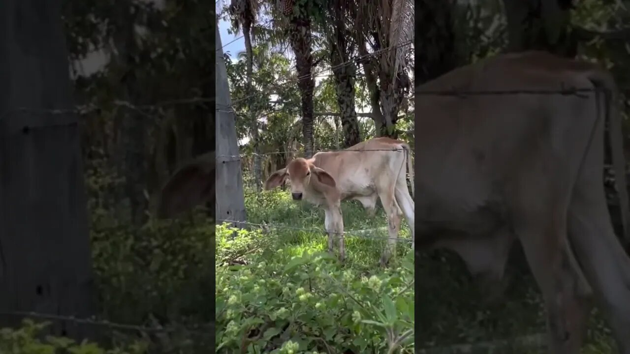 Som Ambiente de Fazenda de Gado