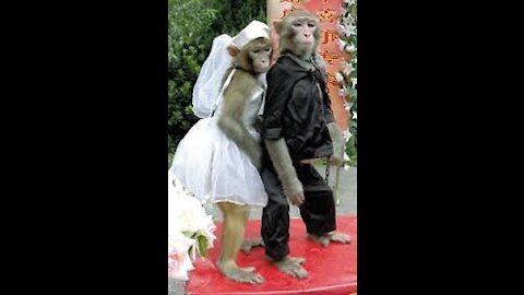 Thus marry the monkey