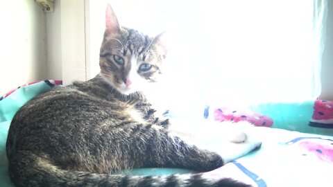 Kitten Moves His Paws