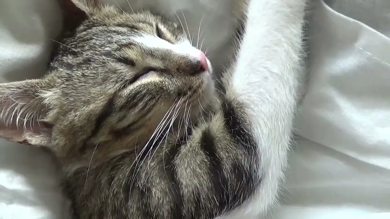 Funny Dreaming Cat Twitches