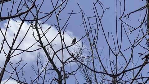 Hawk. What type I have no idea