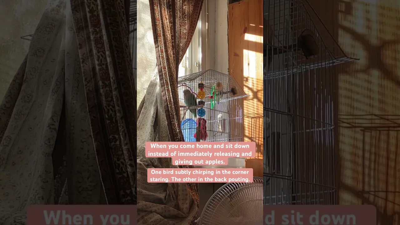 When your lovebirds are spoiled AF.