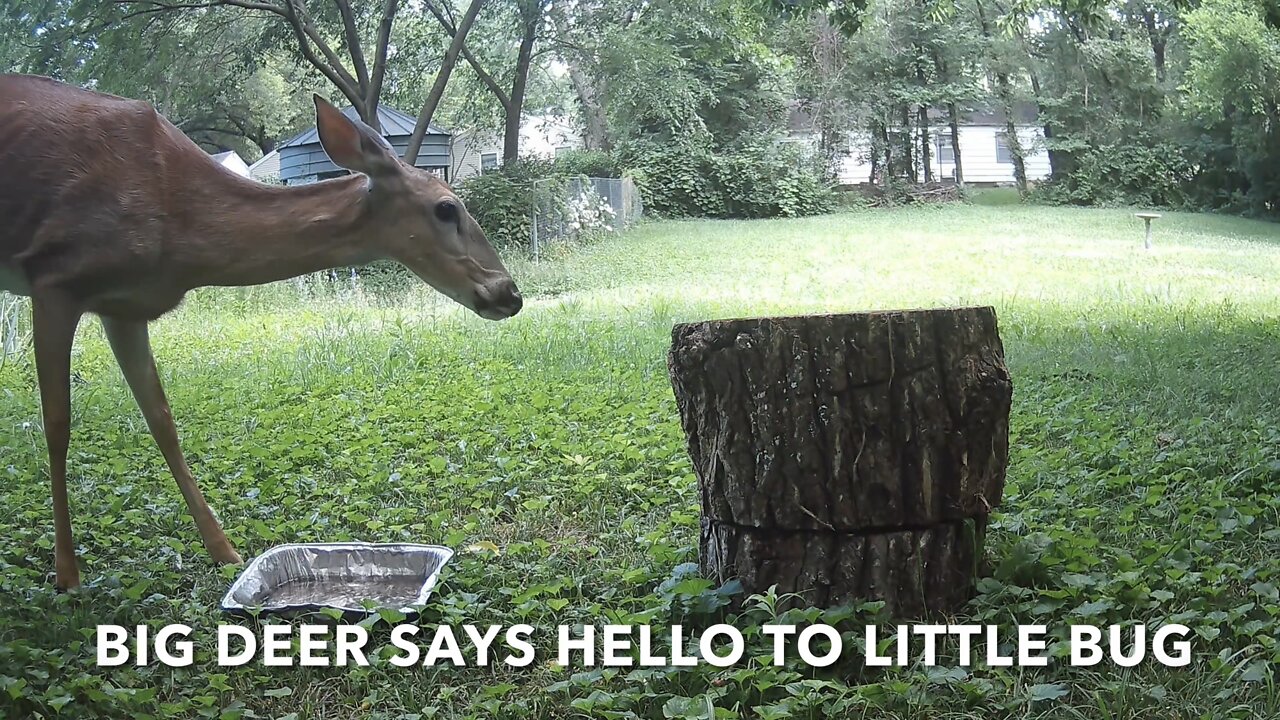 Big Deer Says Hello To Little Bug