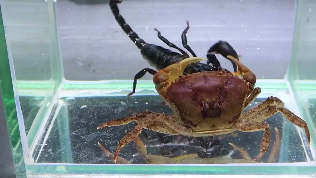 Crab vs Scorpion Underwater - Caranguejo vs Escorpião-3