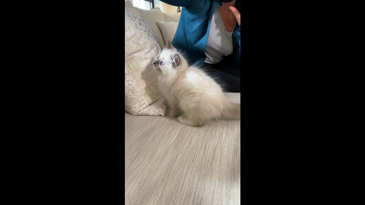 Ragdoll kitten stars in a commercial!