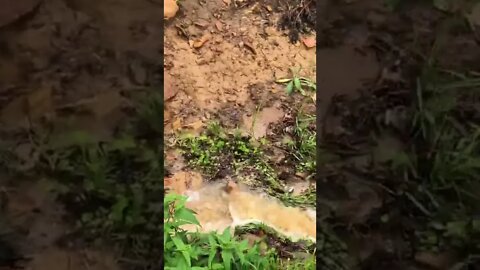 Spring runs into gully during flood