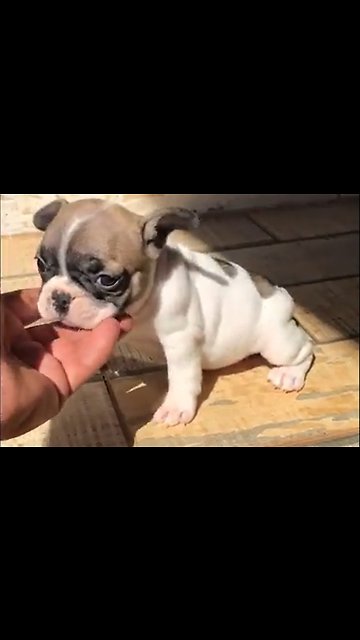 Stop what you're doing and appreciate this little guy right now