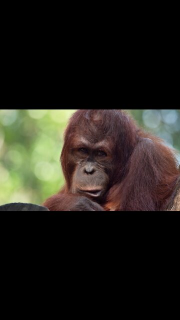 Orangutan sweeping at the zoo