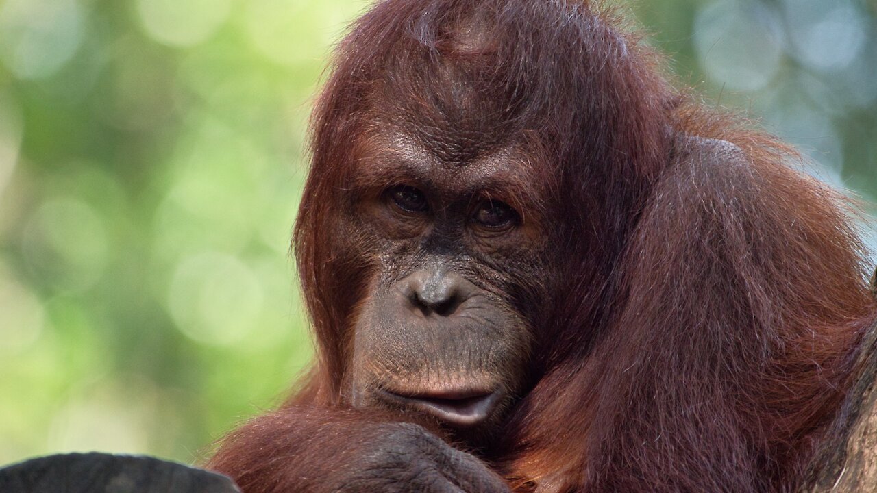 Orangutan sweeping at the zoo