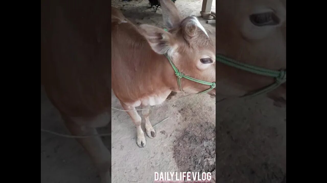 oh my god the cow is so good