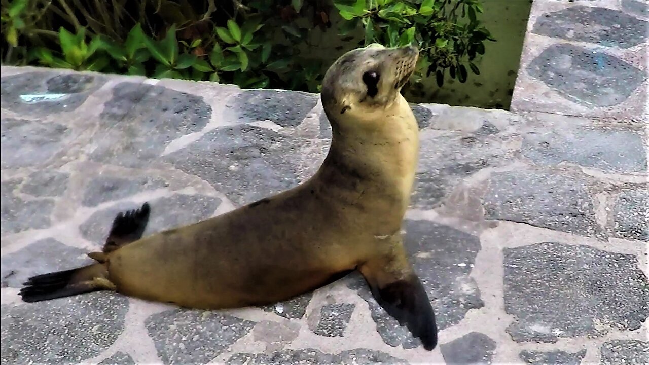 Very funky baby sea lion waddles adorably to the ocean