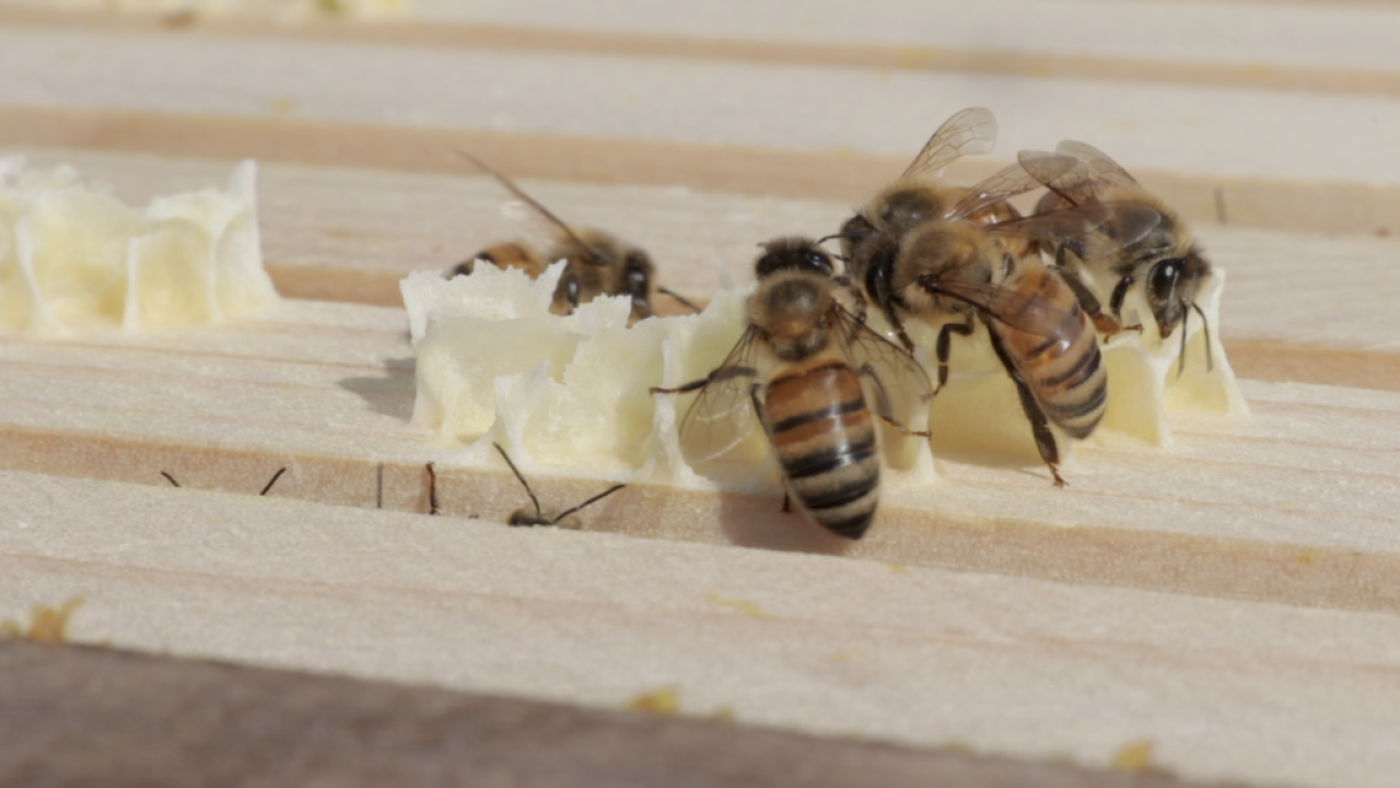 How to pick plants that keep bees buzzing