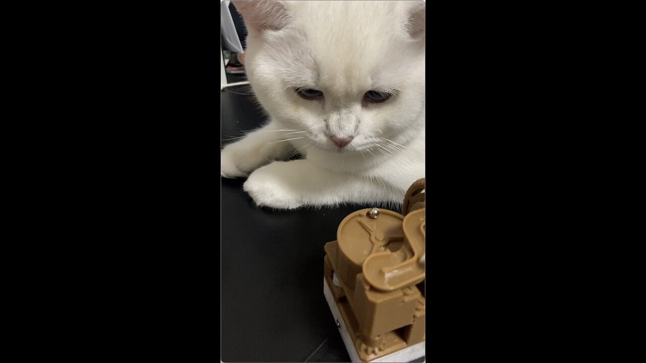 Fantastic Cat's Fascination with the Marble Run Toy