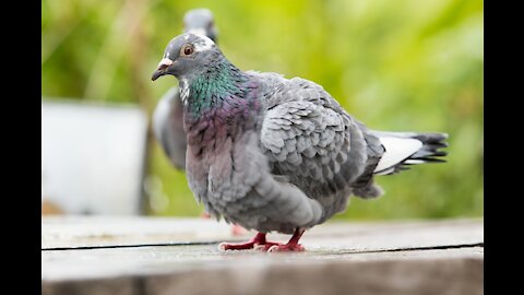 Birds & food