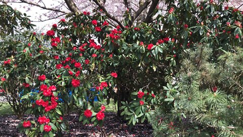 Red 🌺🌺🌺🌺🌺🌺 #so lovely