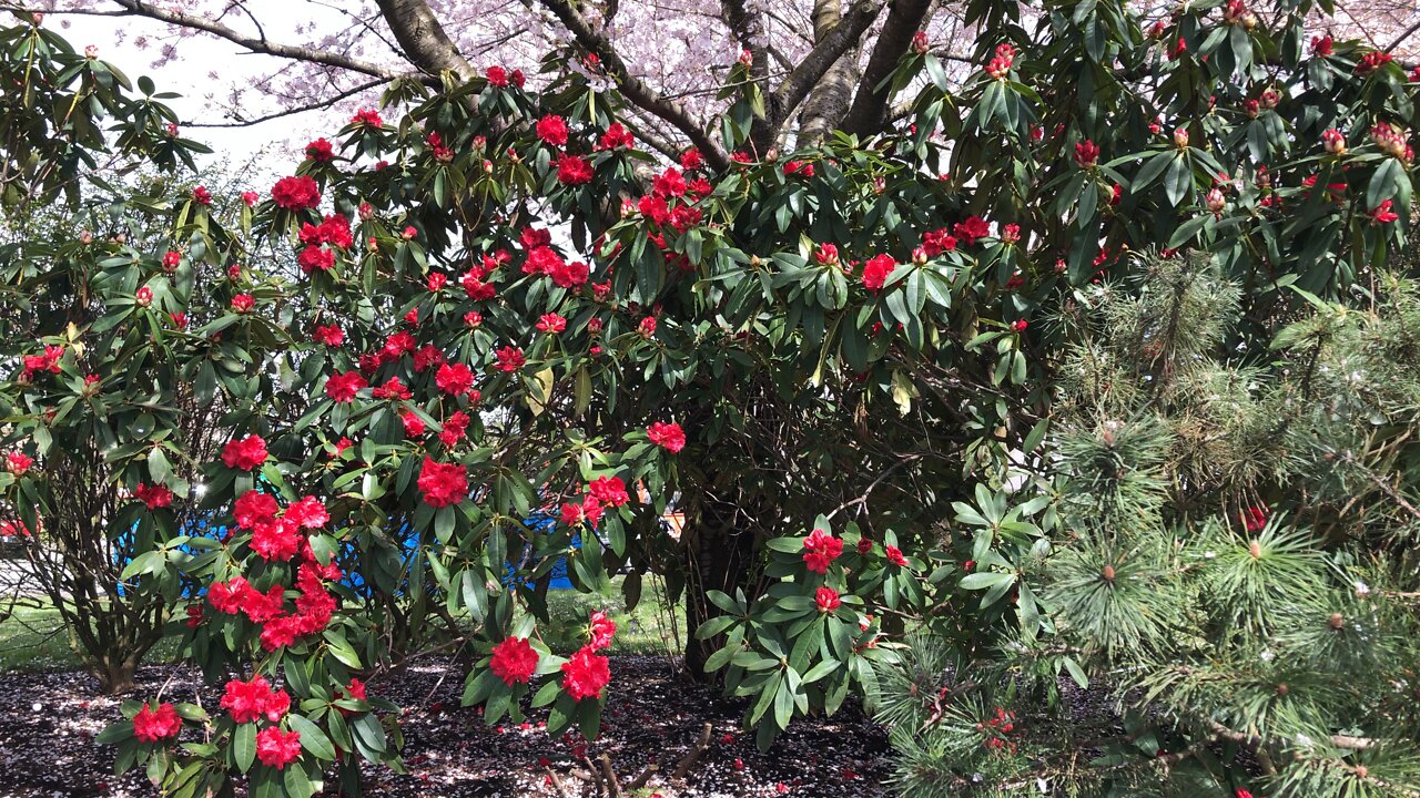 Red 🌺🌺🌺🌺🌺🌺 #so lovely