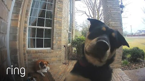 Family Dogs Learn to Use Ring Video Doorbell to Get Owner’s Attention! HILARIOUS