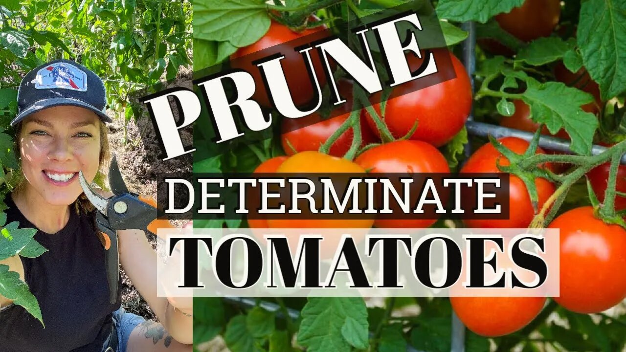 Pruning Determinate Tomato Plants 🍅