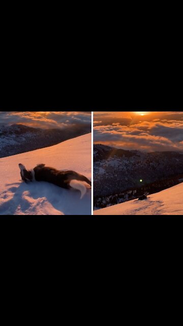 Winter-loving pup slides down snowy mountain in Alaska