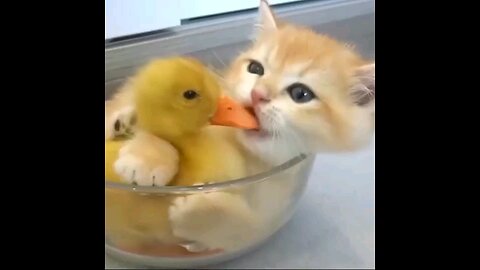 Cute Kitten palyin with baby duck😻🐤