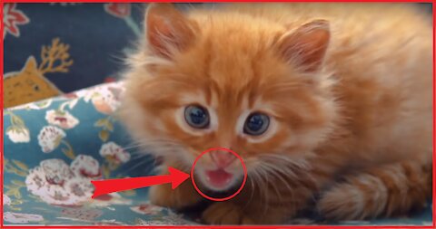 THE MOST STRANGEST CAT BEHAVIORS EXPLAINED!