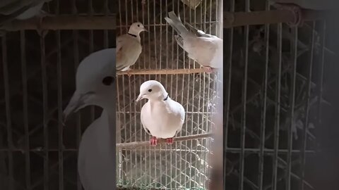 ঘুঘু পাখি #shorts #dove #australia