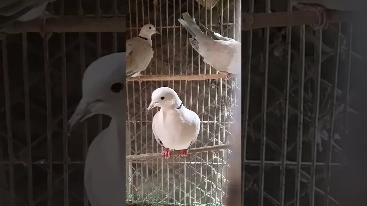 ঘুঘু পাখি #shorts #dove #australia
