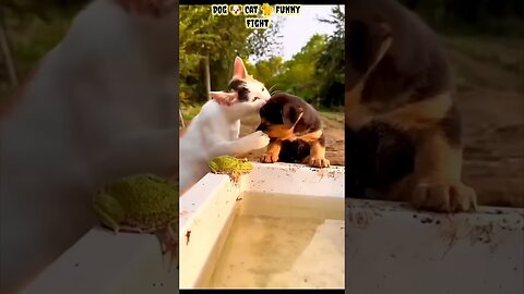 Dog-cat fight.