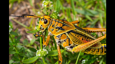 Grasshopper Invasion Adding to Plight of Utah Farmers