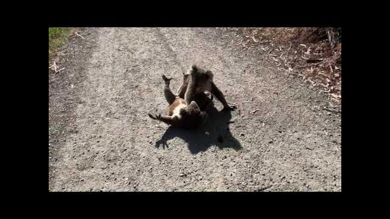 Koala fight