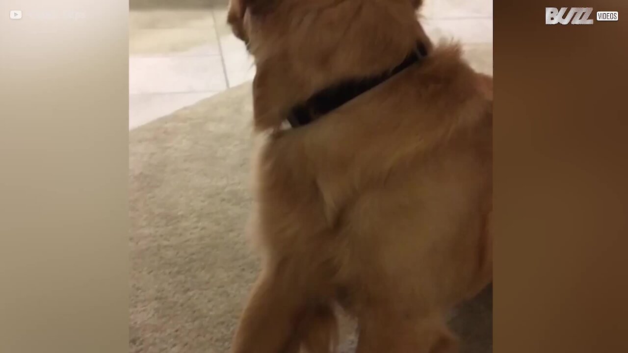Il padrone torna dopo sei mesi, cane impazzisce di gioia