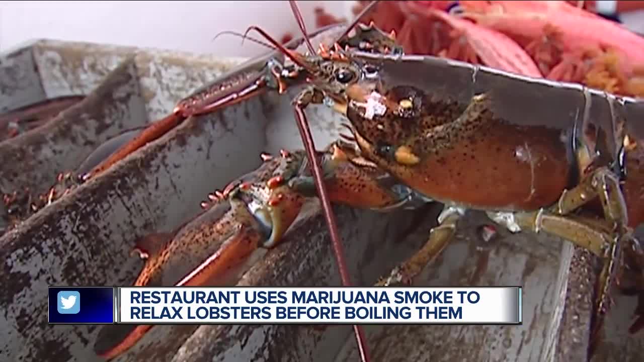 Fishmonger offers lobsters marijuana trying to make cooking them more humane