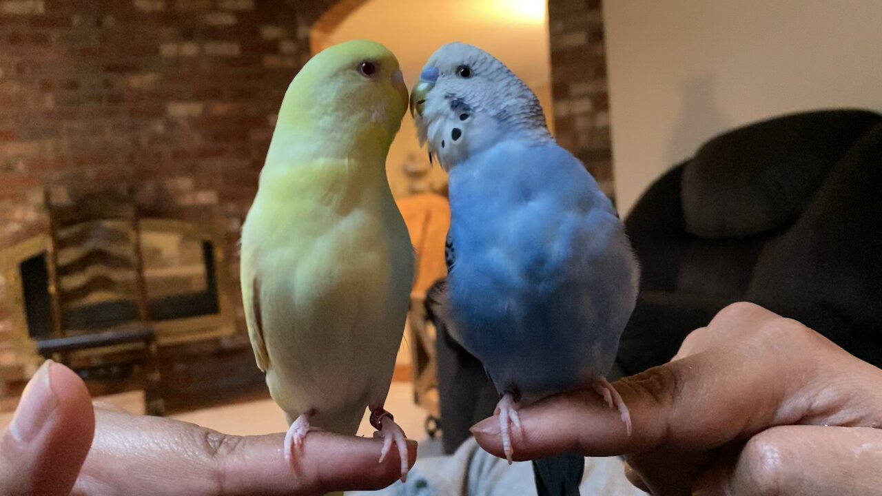 Lovebird - Parakeets (Budgie)