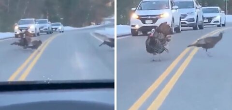 Turkey stopped the traffic to let the other turkeys cross the road..