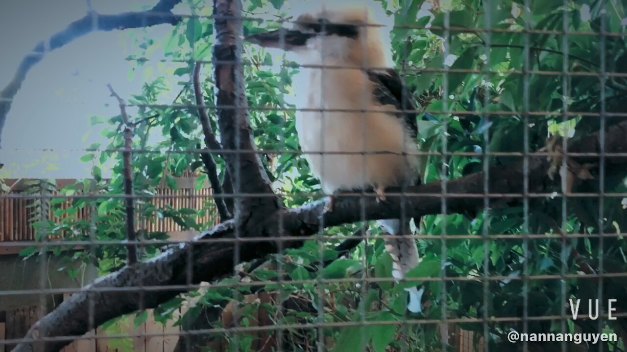 Bird Kingdom at Niagara Fall