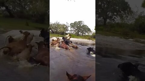 Driving Cattle Across Horse Creek