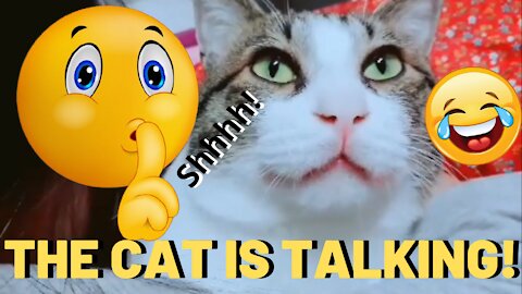 Meow Silence the cat is talking!