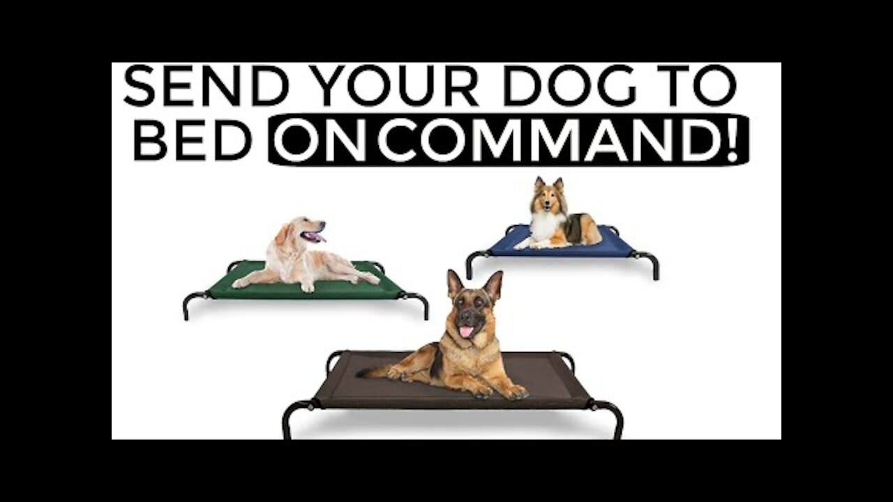 How to teach your dog to go to their bed ON COMMAND- The easiest dog training process