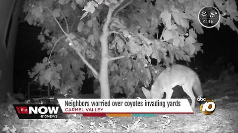 Neighbors concerned about coyotes in backyards