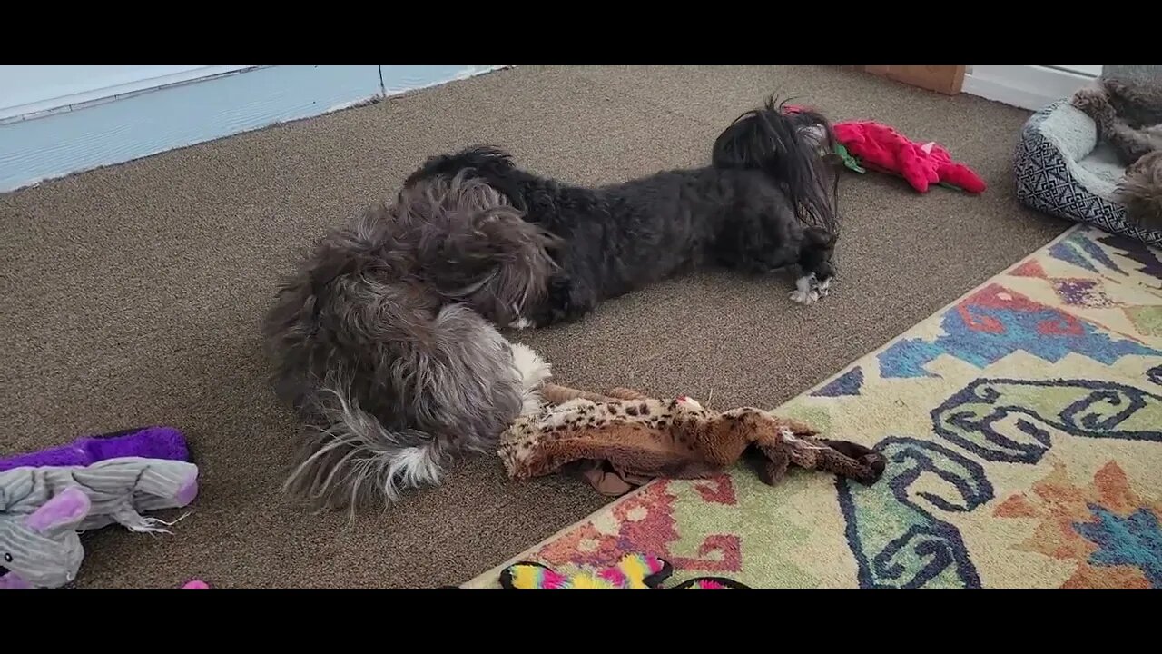 Highborn Havanese Adults Playing Quietly