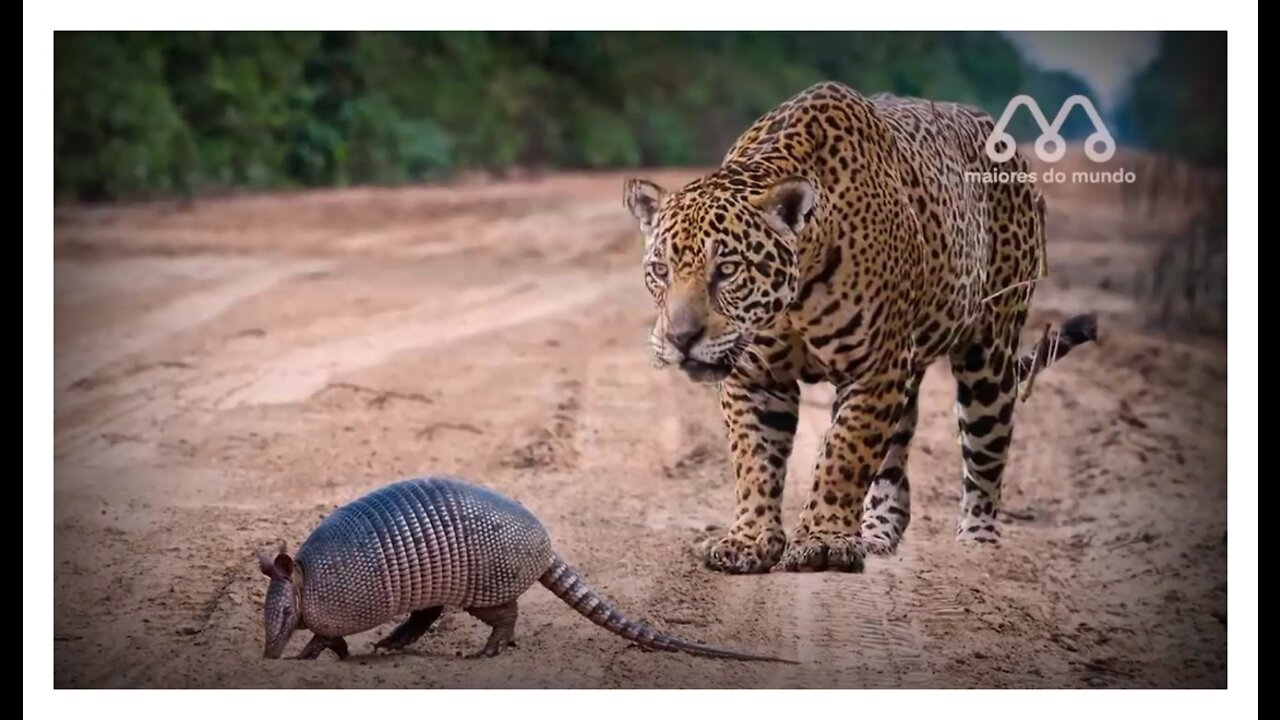 WHEN THE JAGUAR MEETS THE TATU