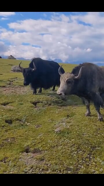 Two wild cow fight danger condition