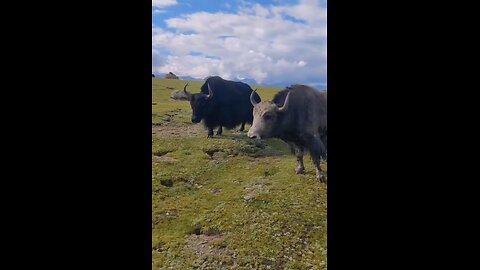 Two wild cow fight danger condition