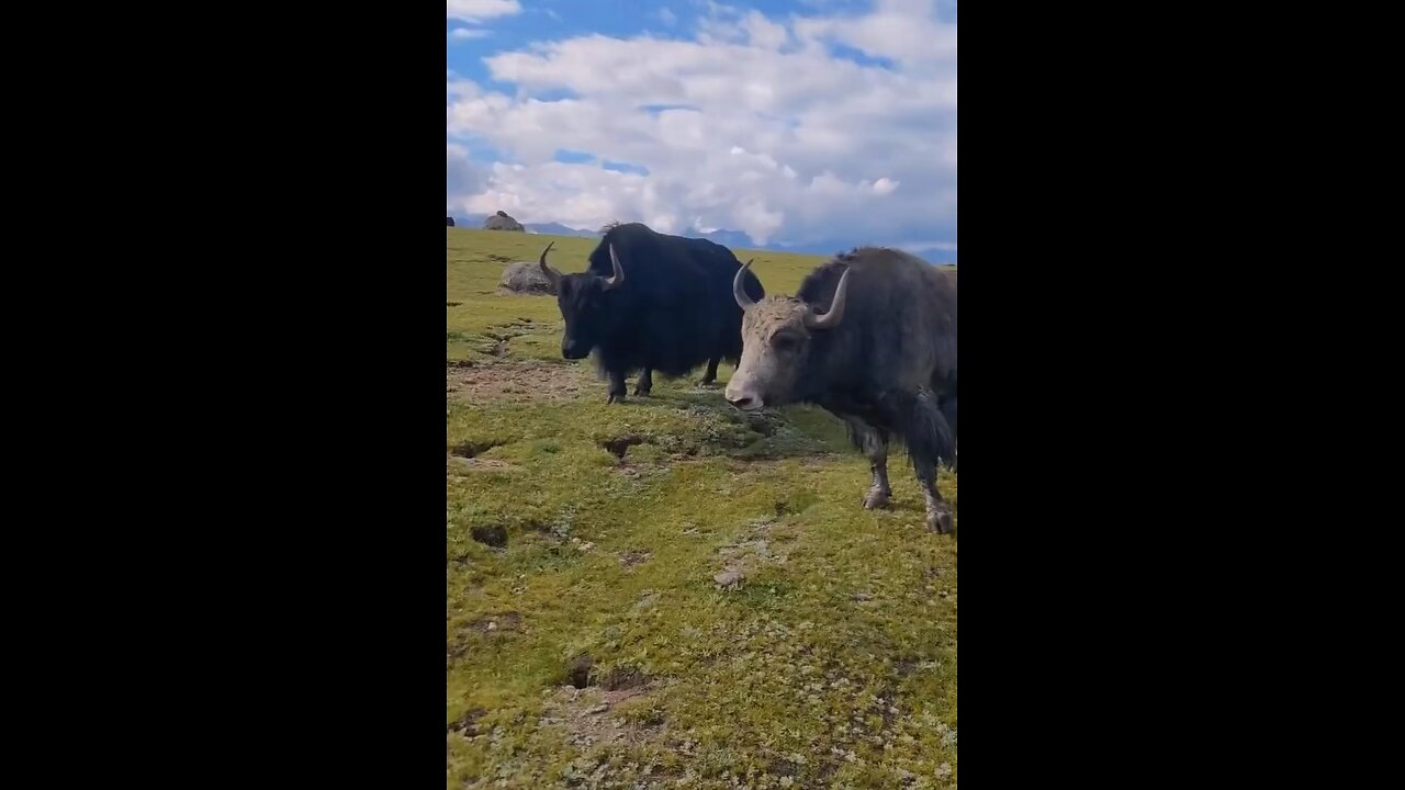 Two wild cow fight danger condition